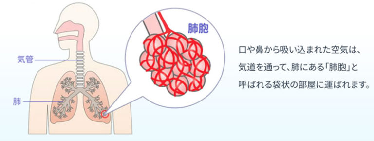 口や鼻から吸い込まれた空気は、気道を通って、肺にある「肺胞」と呼ばれる袋状の部屋に運ばれます